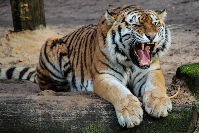 Снимок тигра Льва из Хабаровского края победил в международном фотоконкурсе  - 27Region.Ru - Сайт Хабаровска