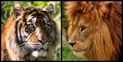 Эпичная схватка льва и тигра в …» — создано в Шедевруме
