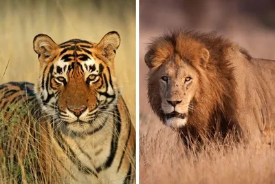 Реакция Тигров на Рык Льва!)/tigers heard the roar of the lion - YouTube