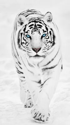 25+ Снежный Тигр обои на телефон от nkulakov