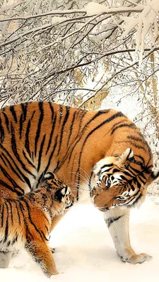Picture tiger Cubs 2 Winter Animals 1080x1920