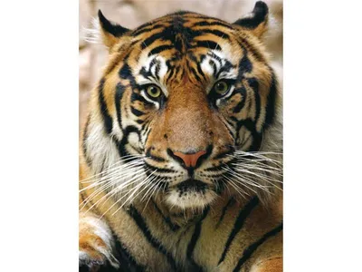 Картина по номер моз Портрет тигра 15*20 | КанцПарк