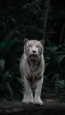 This breathtaking white tiger in Singapore zoo : r/interestingasfuck