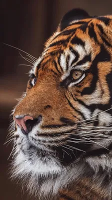 Обои тигр, бенгальский тигр, Амурский тигр, кошачьих, окружающая среда на  телефон Android, 1080x1920 картинки и фото бесплатно