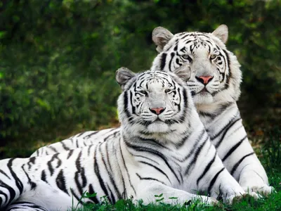 Обои на телефон: Животные, Тигры, 49533 скачать картинку бесплатно.