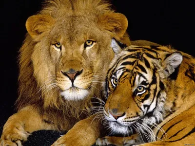 Обои на телефон: Львы, Тигры, Животные, 3594 скачать картинку бесплатно.