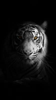 Обои на телефон тигр, большая кошка, хищник, взгляд, тень, черно-белый -  скачать бесплатно в высоком качестве из категории \"Животные\"