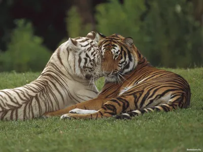 Обои на телефон: Тигры, Животные, 2358 скачать картинку бесплатно.