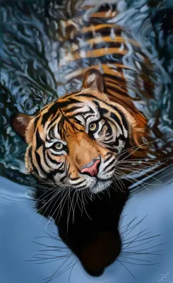 Тигр на заставку телефона - 65 фото