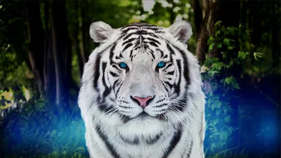 Белый тигр обои на телефон - фото и картинки abrakadabra.fun