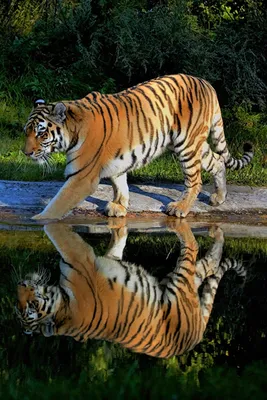Desktop Wallpapers Tigers Pond Reflection animal 640x960