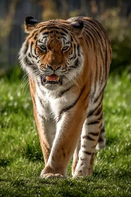 Image tiger Grass Animals 640x960