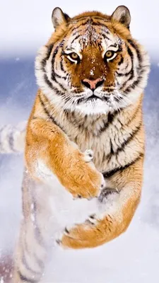 Обои Белый тигр, бенгальский тигр, живая природа, кошачьих, Амурский тигр  на телефон Android, 1080x1920 картинки и фото бесплатно