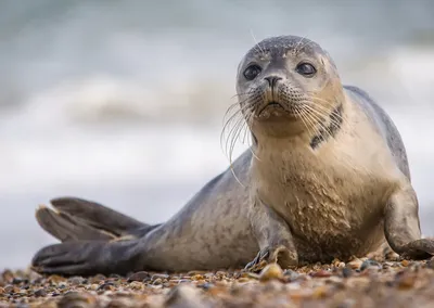Спасенного детеныша каспийского тюленя выпустили в море