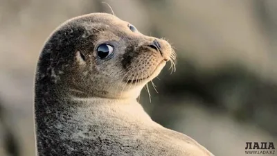 Активисты Камчатки просят не спасать тюленей на берегу | Ветеринария и жизнь