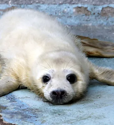 Как не навредить тюленю: краткое руководство - SakhalinMedia.ru