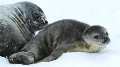 Как тюлени готовят свой организм к погружению под воду