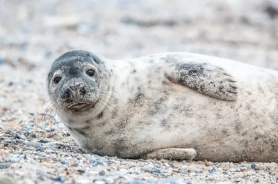 Хозяин живущего в рыбопитомнике тюленя: для него это словно отель на  курорте | Экология | ERR