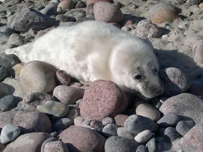 Обнаружено сходство тюленей с человеческими младенцами