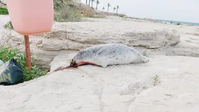 Раненого тюленя разыскивает Минэкологии в Актау
