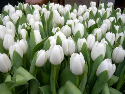 Тюльпаны, как на фото, 80 руб. | Beautiful flowers, Pretty flowers, Flowers  bouquet