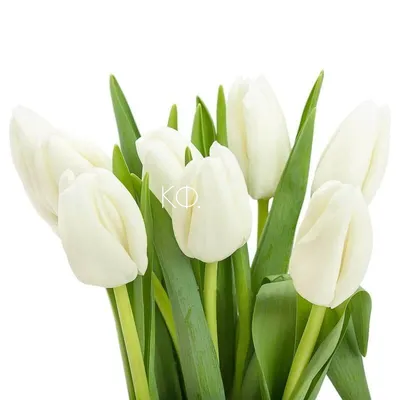 Белые тюльпаны в Тынде