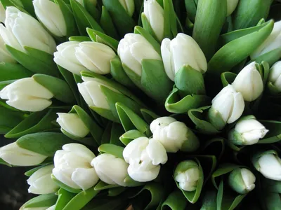 201 нежный тюльпан в коробке за 40 190 руб. | Бесплатная доставка цветов по  Москве