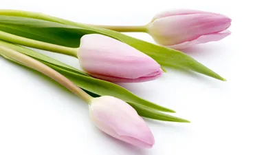 Букет 9 тюльпанов микс | Купить тюльпаны недорого