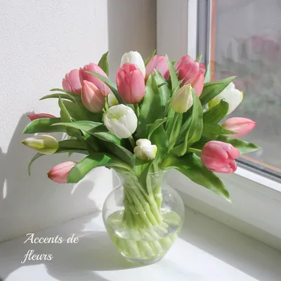 Обои Цветы Тюльпаны, обои для рабочего стола, фотографии цветы, тюльпаны  Обои для рабочего стола, скачать обои картинки заставки на рабочий стол.