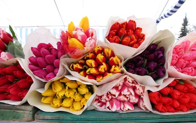 Купить тюльпаны онлайн, заказать букет 51 красный тюльпан с доставкой по  Днепру | Royal-Flowers