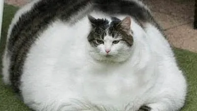 Самый толстый кот - 70 фото