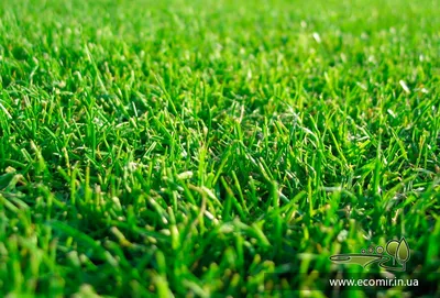 Газонные травы: виды и состав | 8 видов газона, не требующие стрижки