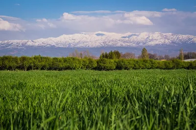 Картинки Травы 79 фото