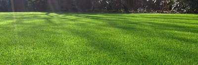 Луговые травы и преимущества их применения