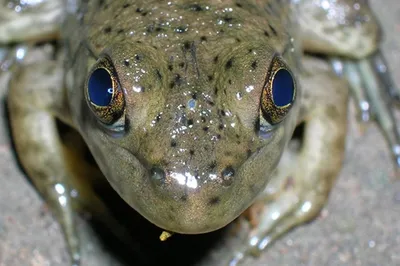 Самое Интересное Тут - Третий глаз, или теменной глаз, — это  распространённый светочувствительный орган у некоторых бесчелюстных, рыб,  земноводных и рептилий. Он располагается между основными глазами и намного  меньше их в размере,