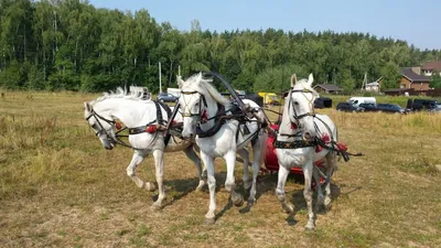 Тройка лошадей - 71 фото