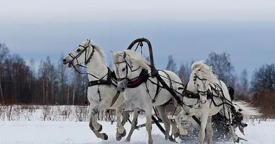 Раскраска тройка лошадей. Раскраска тройка лошадей. Раскраска.