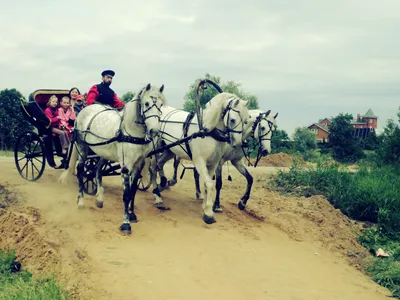 Катание и фотосессия с тройкой лошадей