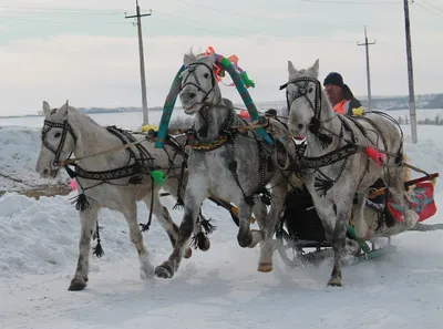 Русская тройка лошадей идет на дорогу снега в зимнем дне Стоковое Фото -  изображение насчитывающей красно, россия: 137429212