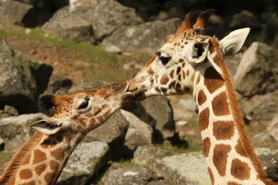 Не только люди: ученые назвали животных, которые умеют целоваться - МЕТА