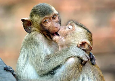 Почему люди целуются, а большинство животных – нет - Бублик