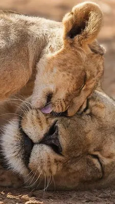 Фото животных: трогательные фото целующихся животных - любовь, романтика,  фото | Обозреватель