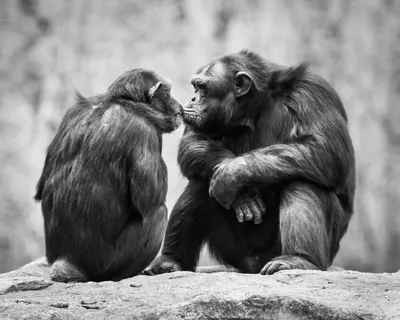 Фотографии животных-животных Белки, прижимающие друг друга, целуются в  закрытом профиле Стоковое Изображение - изображение насчитывающей нежность,  целовать: 165395879