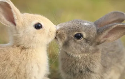 Не только люди. Ученые рассказали, какие животные умеют целоваться