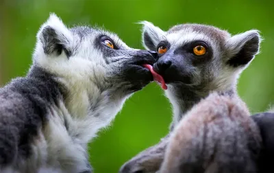 Две белки целуются, милые животные, плашечные цвета Стоковое Фото -  изображение насчитывающей выбрано, сладостно: 145848066
