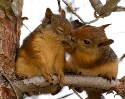 10 очаровательных фотографий целующихся животных | ЭкоДрайв | Дзен