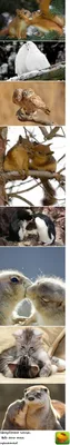 Две белки целуются, милые животные целуются Стоковое Фото - изображение  насчитывающей бурундуки, ладонь: 145848054