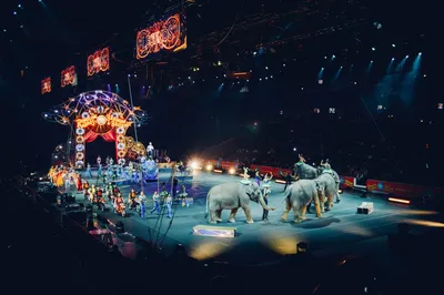 Животные цирка - 66 фото