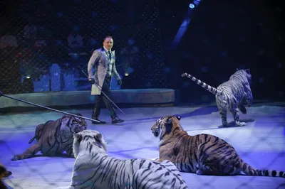 Российские цирки могут остаться без животных