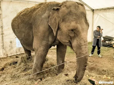 В Йошкар-Оле ветеринары осмотрели цирковых животных | Новости Йошкар-Олы и  РМЭ
